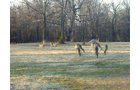 Tract 4 - OKLAHOMA LAND & REAL ESTATE AUCTION, 438 +/- Acres offered in 13 Tracts